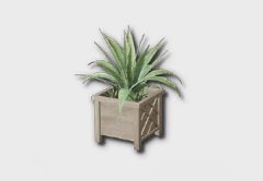 Medium Agave