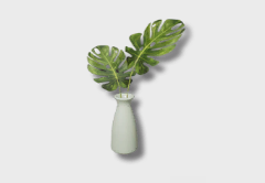 Small Monstera