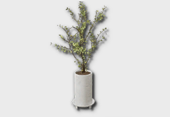 Medium Olive Tree