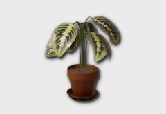 Small Prayer Plant
