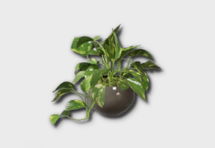 Small Golden Pothos
