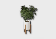 Medium Umbrella Plant