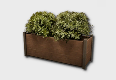 Boxwood