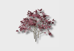 Cherry Plum Tree Sapling