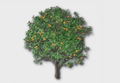 Orange Tree