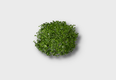 Small Boxwood