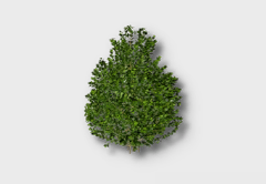 Medium Boxwood