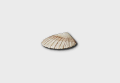 Seashell