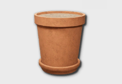 Sweet Potato Seedling