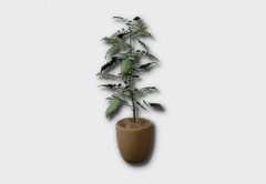 Premium Tomato Seedling