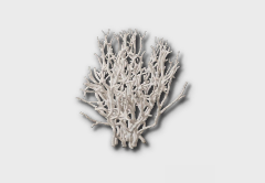 White Coral