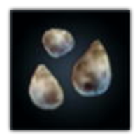 Lacey Potato Collectopedia