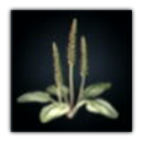 Zesian Fleawort Collectopedia