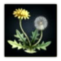 Doga Dandelion Collectopedia