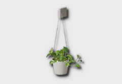 Hanging Golden Pothos