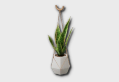 Hanging Snake Plant