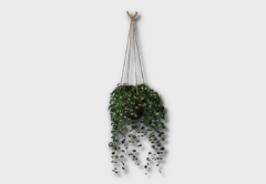 Hanging Dischidia