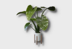 Large Variegated Monstera