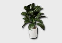 Large Philodendron Congo