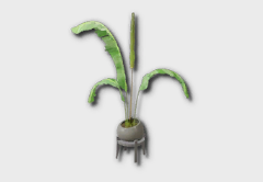 Medium Bird of Paradise