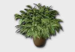 Medium Chinese Evergreen