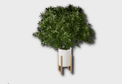 Large Umbrella Plant