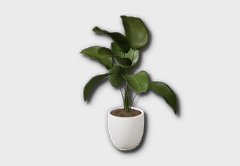 Large Calathea Lutea