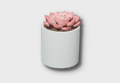 Small Pink Sedeveria