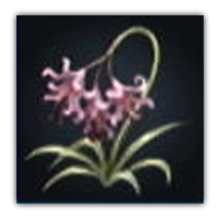 Sweet Nerine Collectopedia