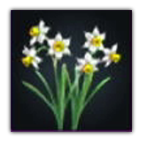 Nirvana Jonquil Collectopedia
