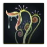 Flowering Morrow Fern Collectopedia