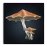 Sibercaseras Mushroom Collectopedia