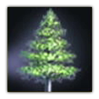 False Cedar Collectopedia