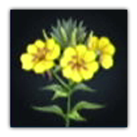 Jobo Primrose Collectopedia