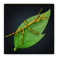 Common Stick Insect Collectopedia