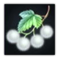 White Cassis Collectopedia