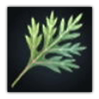 Bude Mugwort  Collectopedia