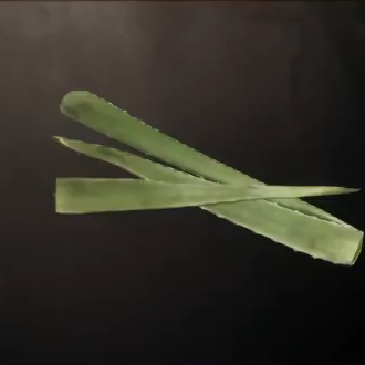Aloe Vera Leaves Icon