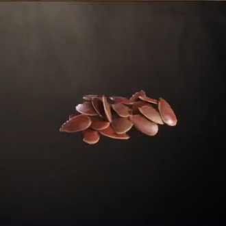 Flax Seeds Icon