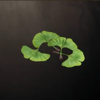 Ginkgo Leaf Icon