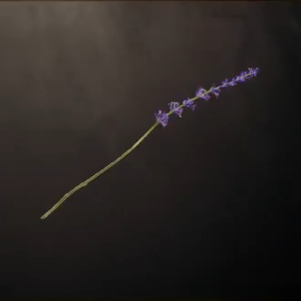 Lavender Sprig