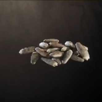 Milk Thistle Seeds Icon