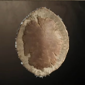 Salamander Scale Shield