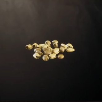 Sacred Lotus Seeds Icon