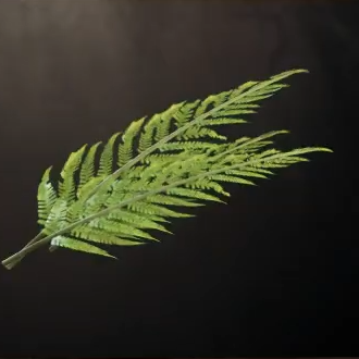 Somnalius Frond