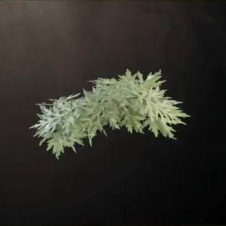 Wormwood Leaves