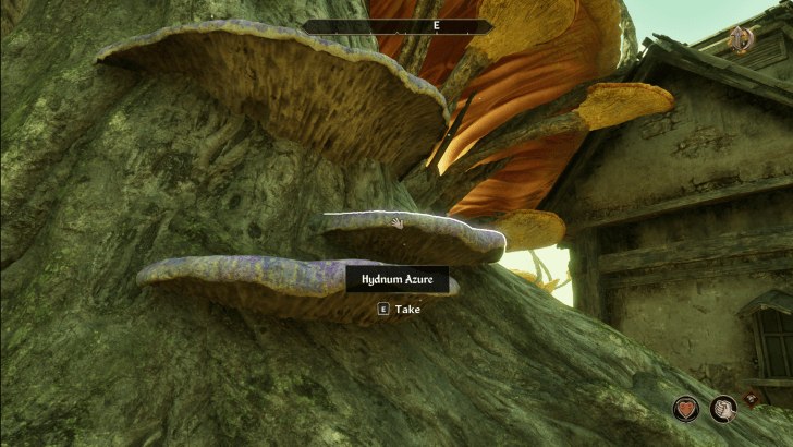 Hydnum Azure Giant Spore