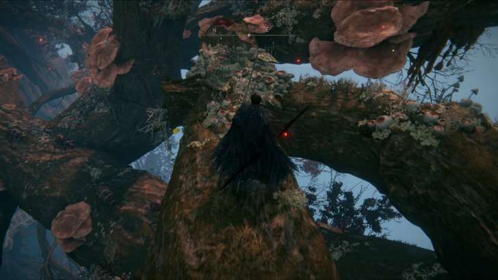 Follow the branch north