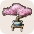 Cherry Blossom Bonsai