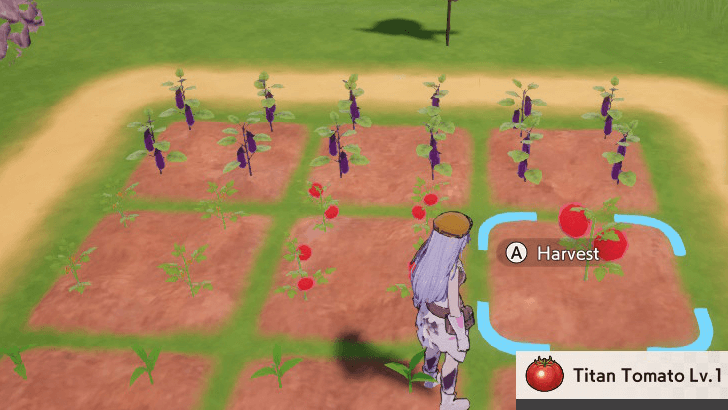 Titan Tomato alongside regular crops